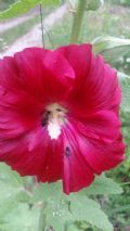 Alcea rosea